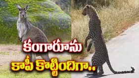 Cheetah Viral Video: వేటాడే ముందు చిరుత చేసే పనేంటో తెలుసా.. వీడియో చూస్తే.. 