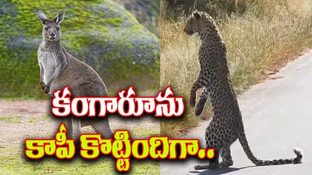 Cheetah Viral Video: వేటాడే ముందు చిరుత చేసే పనేంటో తెలుసా.. వీడియో చూస్తే.. 