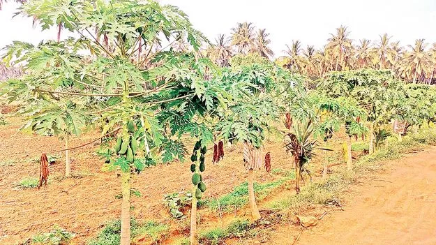 ఉద్యాన పంటలకు పెద్ద పీట