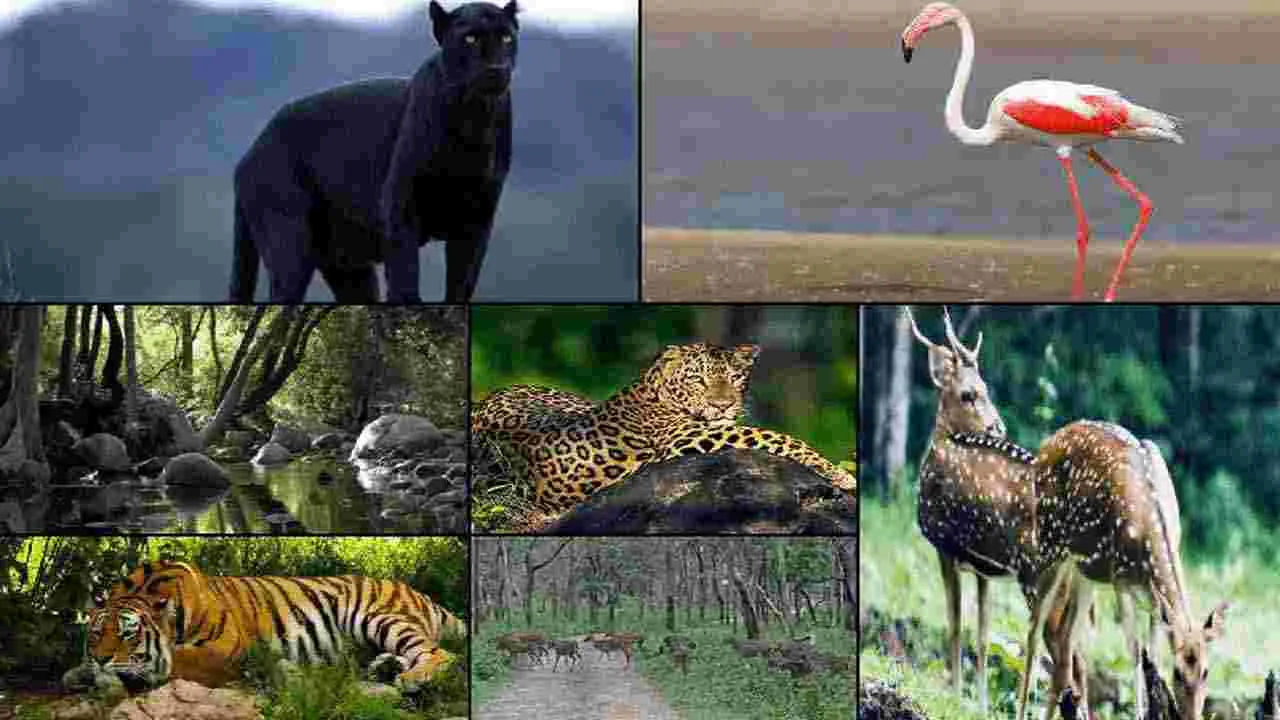 Wildlife Safari Tour: వణ్యప్రాణులను చూడటానికి దేశంలోని 5 ఉత్తమ ప్రదేశాలివే..