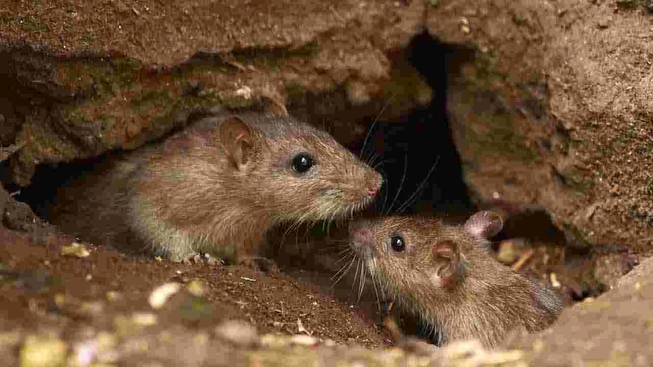 Rats: ఎలుకలా మజాకా.. బాటిల్స్‌లో ముందు కొట్టేశాయి..!