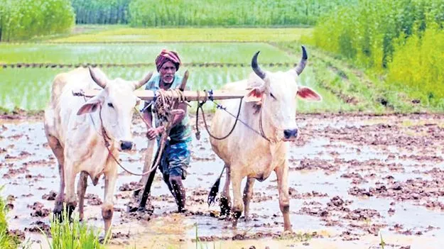 PM Kisan: అన్నదాత కు అంతా సిద్ధం