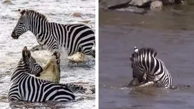 Zebra Fight with Crocodile: ఆ జీబ్రా పోరాటానికి హ్యాట్సాఫ్.. నీటిలో మొసళ్ల నుంచి ఎలా తప్పించుకుందో చూడండి.. 