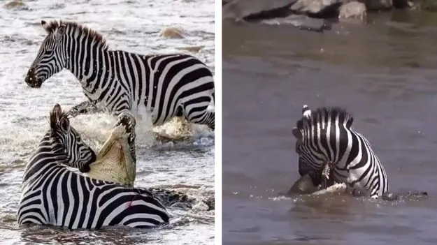 Zebra Fight with Crocodile: ఆ జీబ్రా పోరాటానికి హ్యాట్సాఫ్.. నీటిలో మొసళ్ల నుంచి ఎలా తప్పించుకుందో చూడండి.. 
