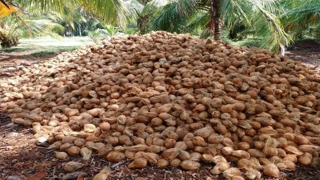 Coconut: కొబ్బరి ధరలకు రెక్కలు.. ఒకేరోజు క్వింటాపై రూ.3 వేల పెరుగుదల