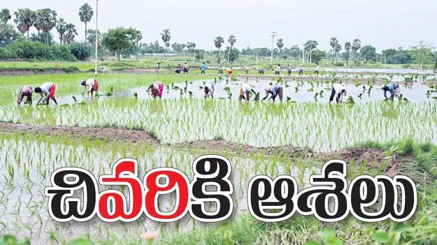 చి‘వరి’కి ఆశలు