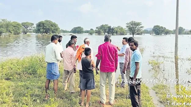 చేపల సీడ్‌ పంపిణీకి గ్రీన్‌సిగ్నల్‌