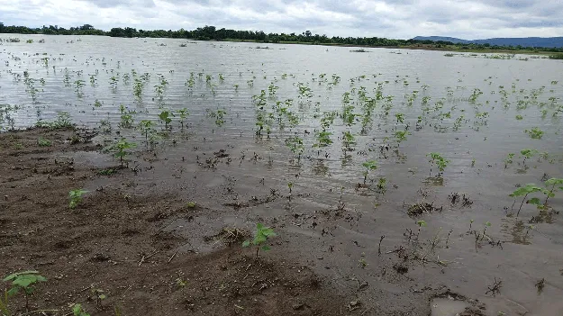 kumaram bheem asifabad- ముంచెత్తిన ప్రాణహిత వరద