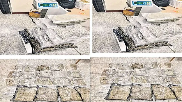 Drug Smuggling: శంషాబాద్‌ విమానాశ్రయంలో రూ.13.3కోట్ల విలువైన గంజాయి స్వాధీనం