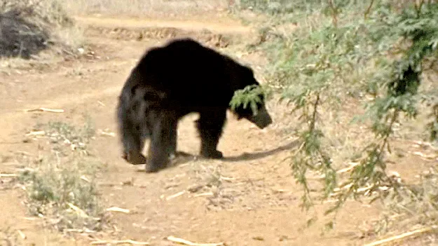 ఉద్దానంలో ఎలుగుబంట్లు హల్‌చల్‌ 