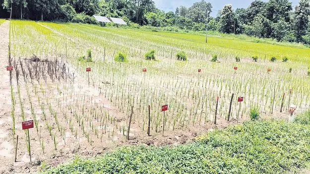 దేశవాళి వరి రకాలపై పరిశోధనలు