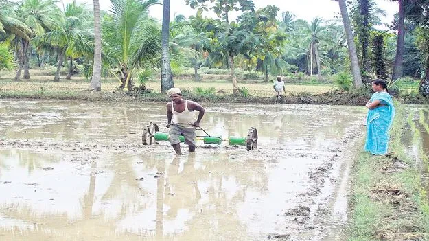 డ్రమ్‌ సీడర్‌తో వరినాట్లు