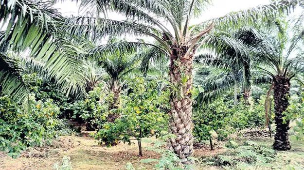 హార్టికల్చర్‌కు అధికారుల కొరత