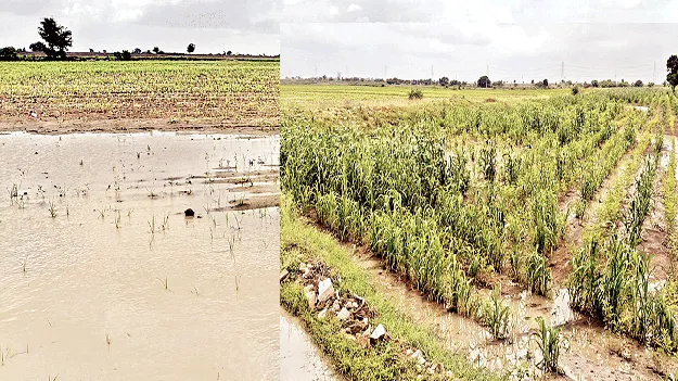 పొలంలో నీరు.. రైతు కన్నీరు