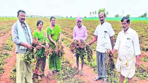 RAINS: పంటలకు వాన దెబ్బ