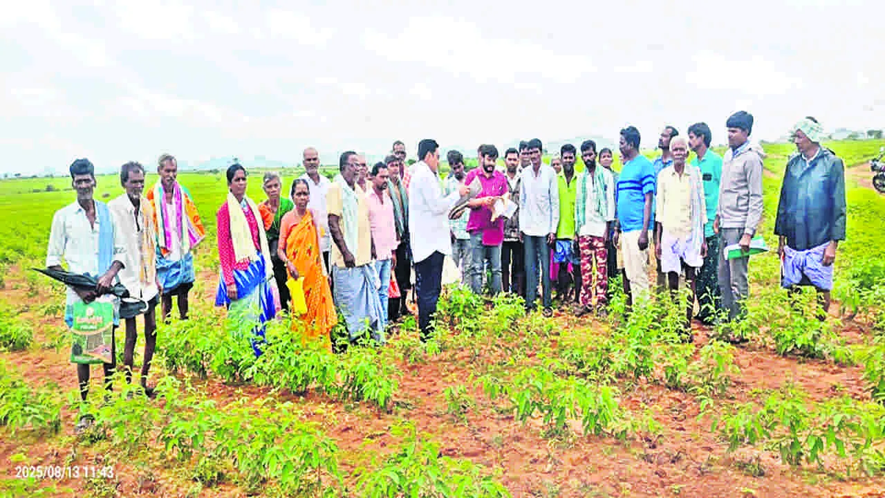 CROPS INSPECTING: పొలాలను పరిశీలించిన రెవెన్యూ అధికారులు
