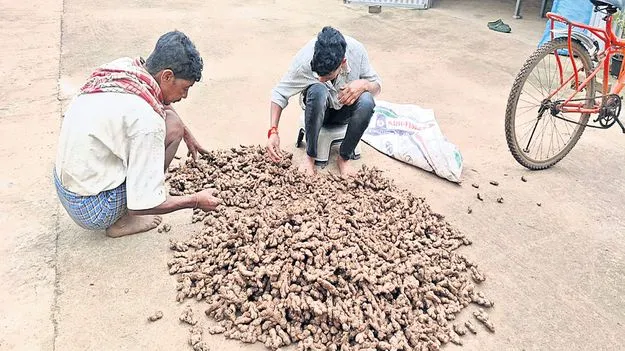 అల్లం ధర పతనం