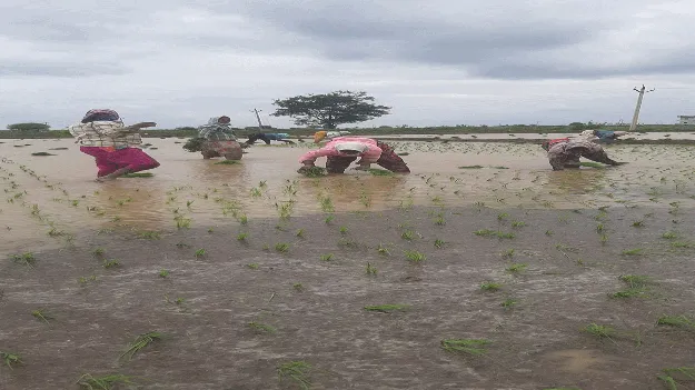 కేసీ కింద జోరుగా వరినాళ్లు