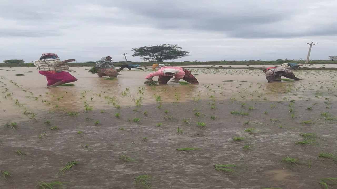 కేసీ కింద జోరుగా వరినాళ్లు