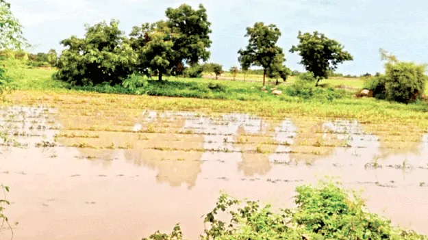 జాగ్రత్తలతో పంట క్షేమం