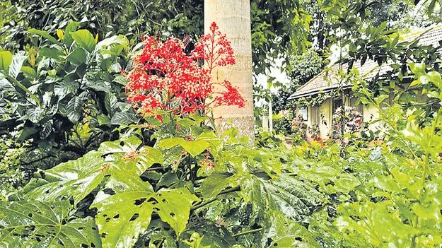 ఆకట్టుకుంటున్న కృష్ణకిరీటం పూలు