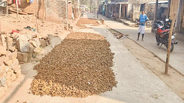      పసుపు పంటకు ప్రోత్సాహం 