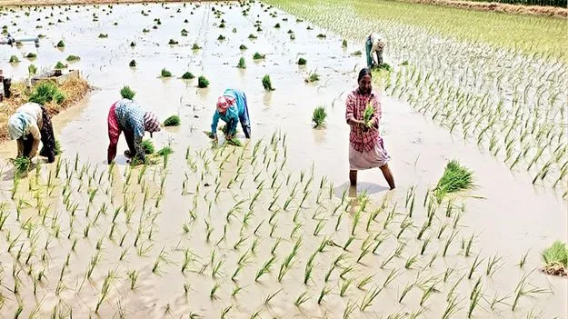    నీరు పుష్కలం..  సాగుకు సమాయత్తం