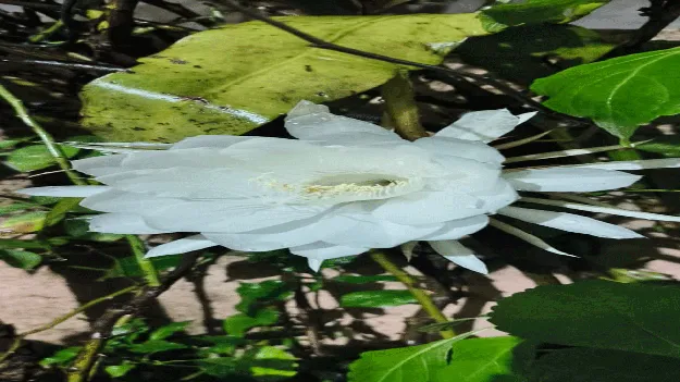 kumaram bheem asifabad- విరబూసిన బ్రహ్మకమలం