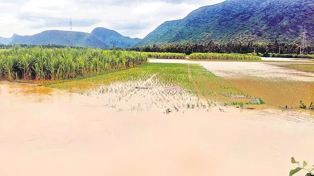 చెరువుల్లా వరి పొలాలు