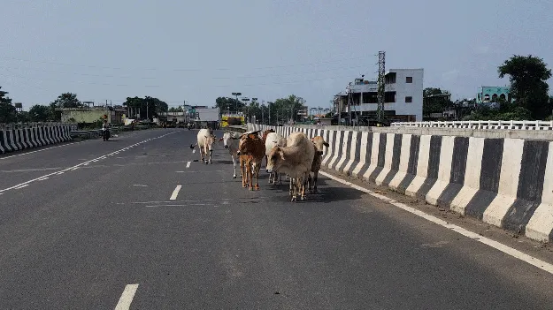kumaram bheem asifabad-రోడ్లపైనే పశువులు