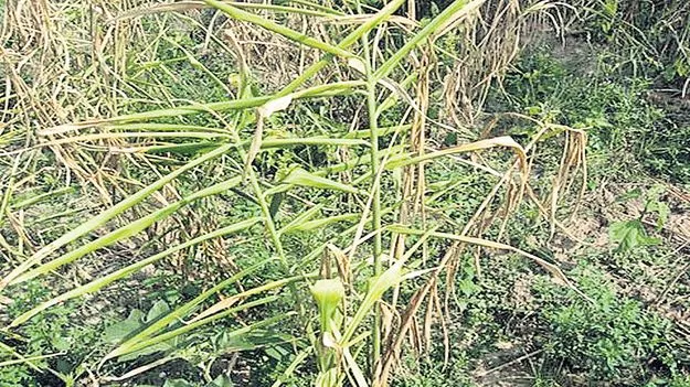 అల్లం, పసుపుపై తెగుళ్ల దాడి