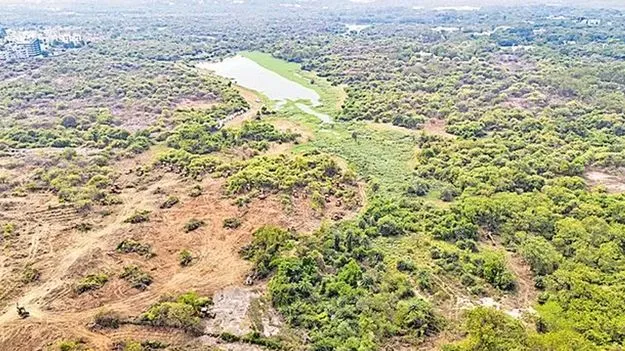 Gachibowli Forest Restoration: అడవి పునరుద్ధరణకు సమగ్ర ప్రణాళిక