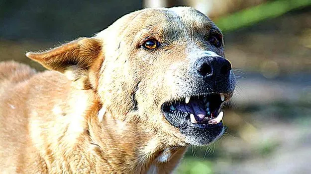 Stray Dogs India: వీధికుక్కలపై సుప్రీంది ధర్మాగ్రహమే