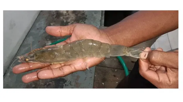 బక్క చిక్కుతున్న రొయ్య!