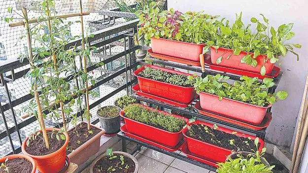 Balcony Gardening Tips: బాల్కనీలో తోట పెంచుదాం