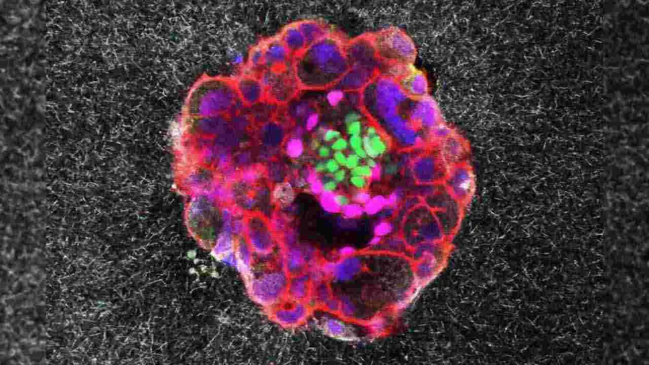 3D Embryo Implantation: వైద్యరంగంలో మరో అద్భుతం.. IVF ప్రాసెస్ త్రీడీలో చిత్రీకరణ..