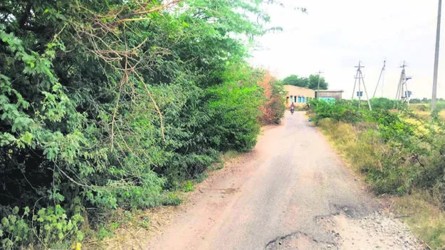 ROAD: రోడ్డును కప్పేసిన కంపచెట్లు 