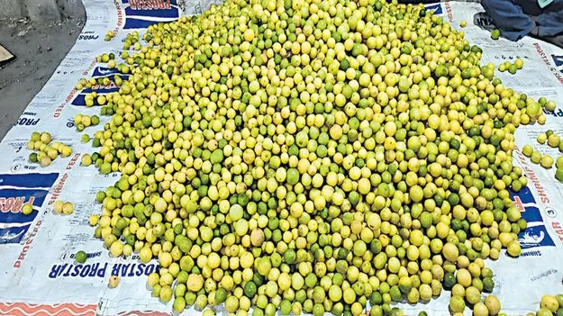 నిమ్మ రైతు..కంటి చెమ్మ!