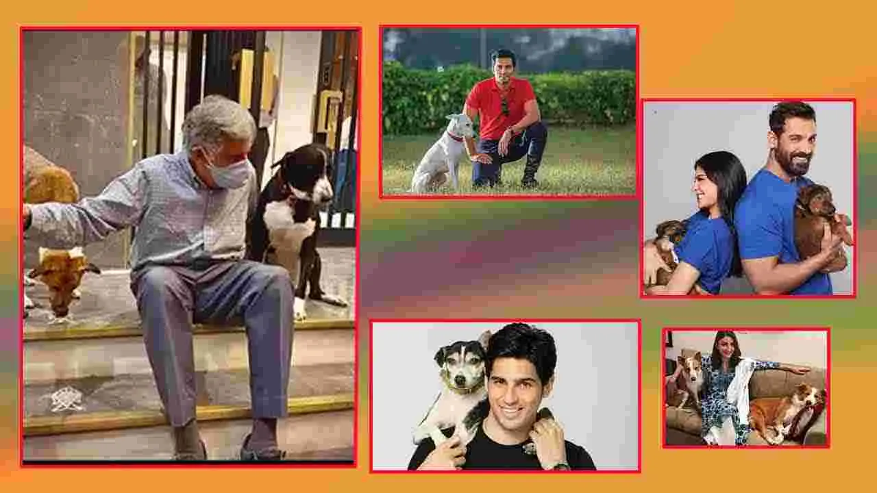 Stray Dog Adoption India: వీరికి ప్రేమ ఎక్కువే