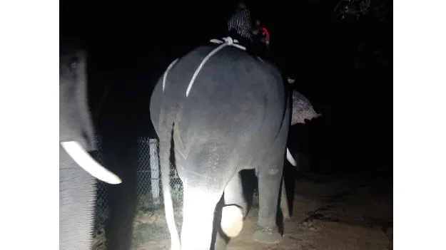 గజదాడులనుంచి ఉపశమనం దొరికేనా?