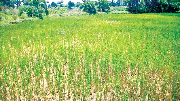 చినుకు జాడేదీ?