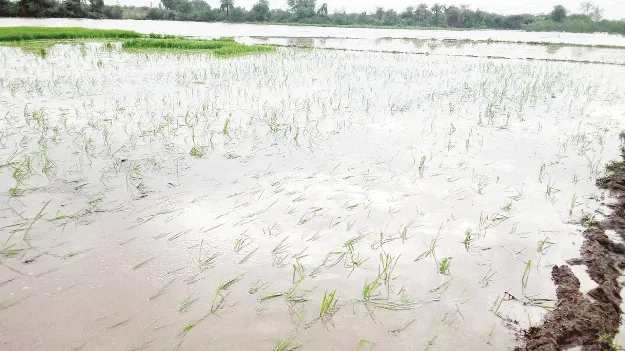 మూడు రోజులైనా తేలని పంటలు