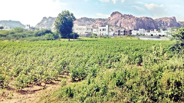 వర్షంతో పంటకు ఊపిరి