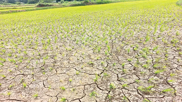 farmer worry for no rain చినుకు రాలక.. చింత తీరక