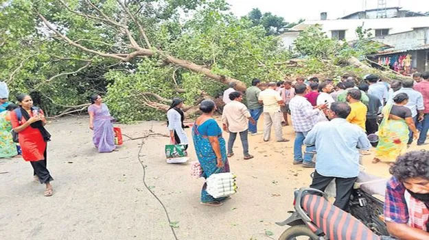 ఎలమంచిలిలో కూలిన భారీ వృక్షం