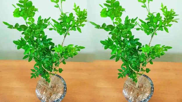 Mahabilvam Medicinal Uses: ఔషధాల మహాబిల్వం