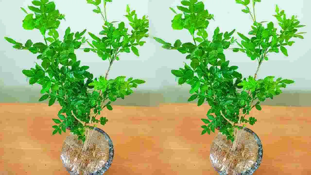 Mahabilvam Medicinal Uses: ఔషధాల మహాబిల్వం