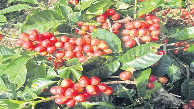 గిరిజన రైతుకు తీపి కబురు