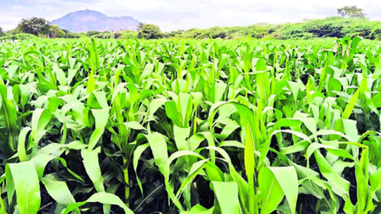 CROP: మొక్కజొన్న సాగుపై అన్నదాత ఆసక్తి