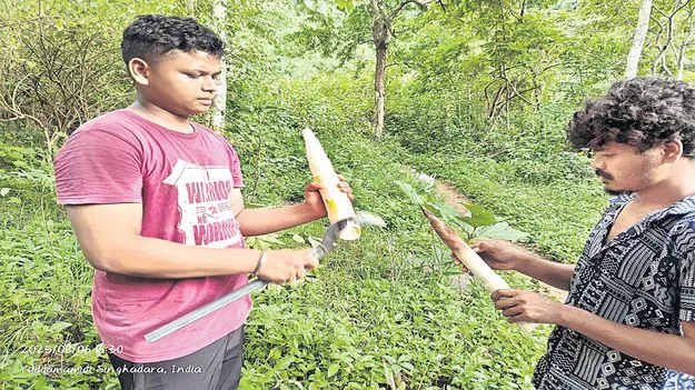 ముమ్మరంగా వెదురు కొమ్ముల సేకరణ